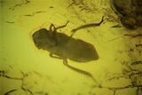 Detailed Fossil Cicada Larva (Auchenorrhyncha) In Baltic Amber #234481-1